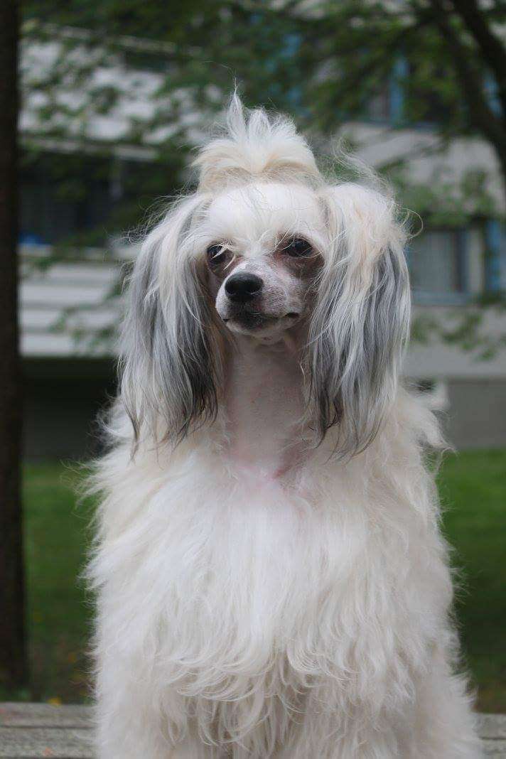 Kultapaimenen Intiaani Kesä