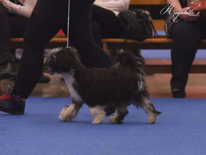 Kultapaimenen Kreivin Sormus