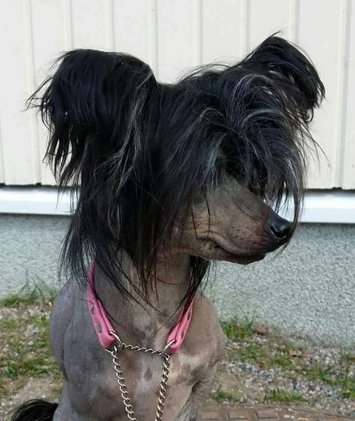 Kultapaimenen Nahkatakkinen Tyttö