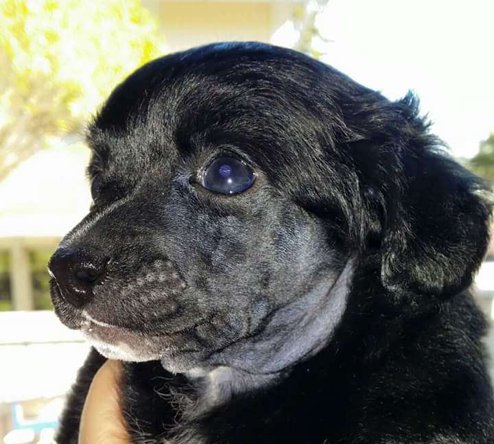 Kultapaimenen Jykevää On Rakkaus