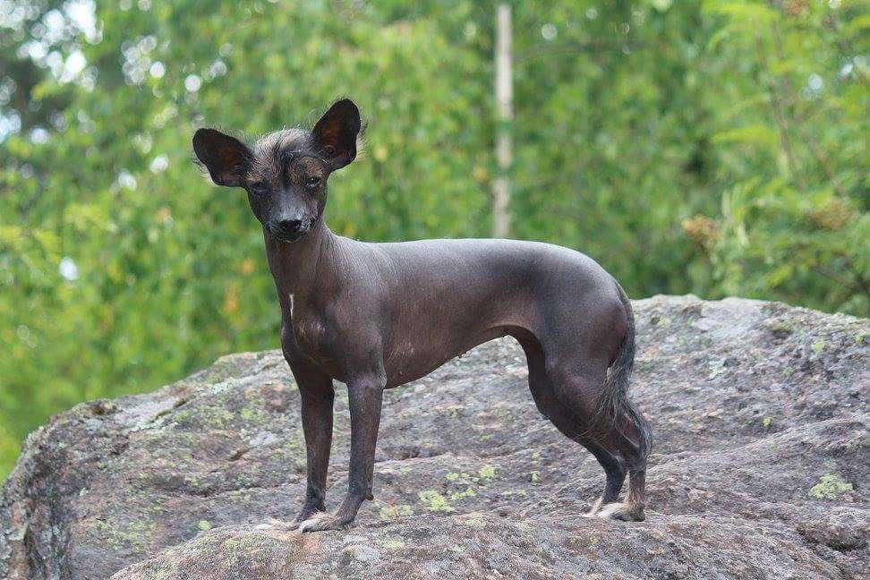 Kultapaimenen Sinua Sinua Rakastan