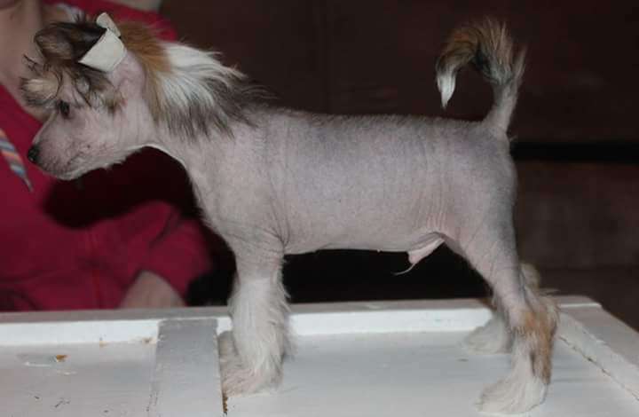 Kultapaimenen Tahtomattaan Paras