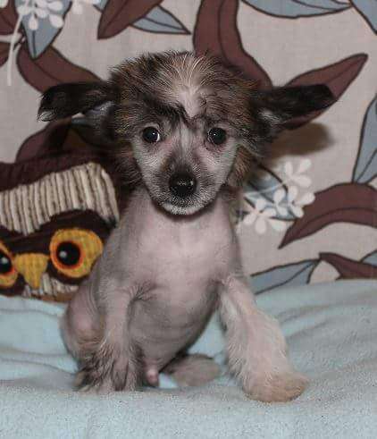 Kultapaimenen Täynnä Tarmoa