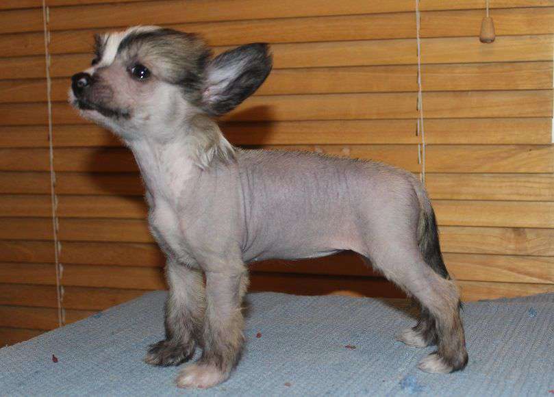 Kultapaimenen Just By Chance