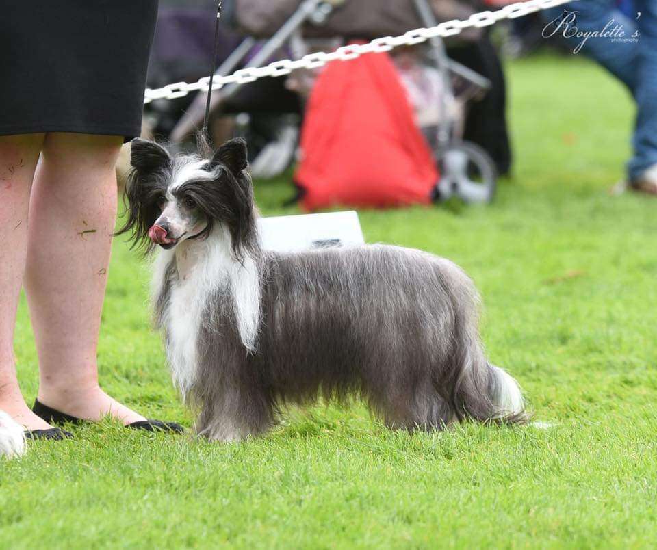 Kultapaimenen Just All Right