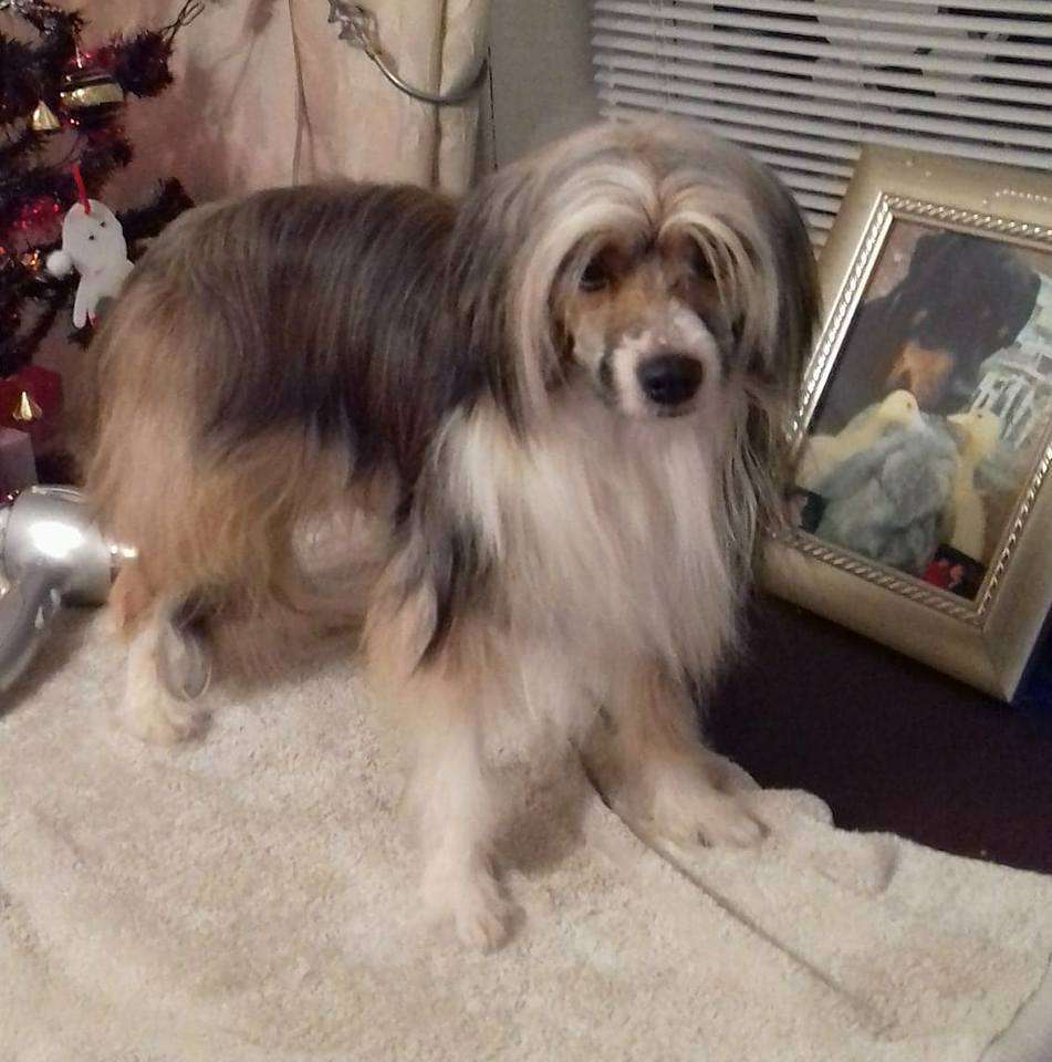 zerachiel the emperor at Gizooty