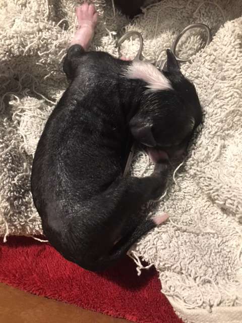 Konishiki Jean Genie