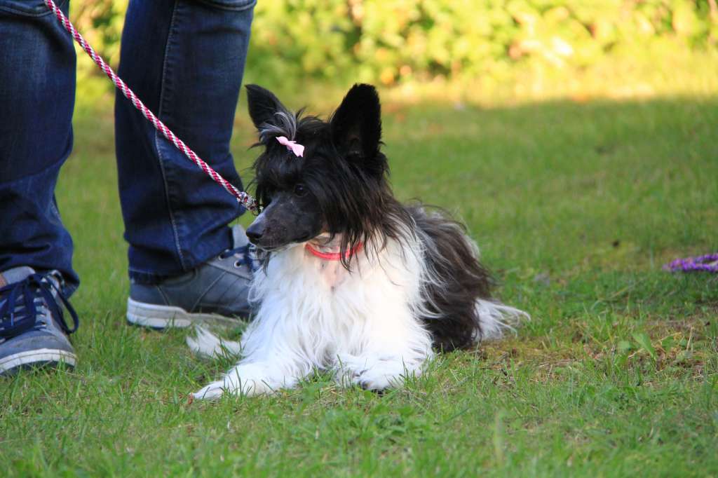 Tinklecrest Bumble Bee