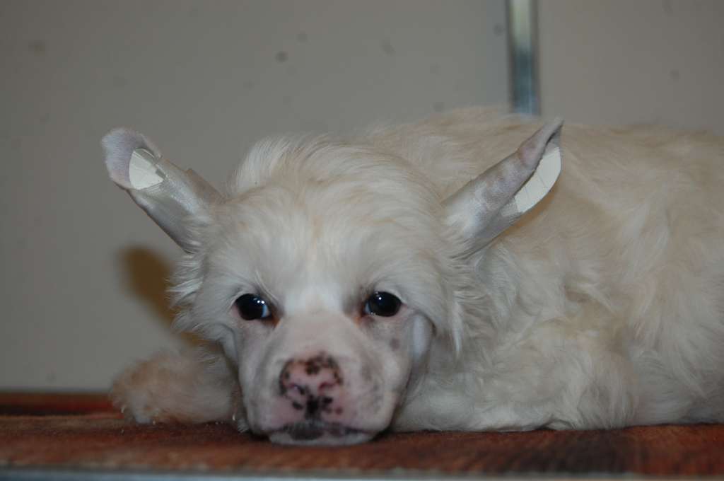 Oczywiscie Ze Tak Roingold