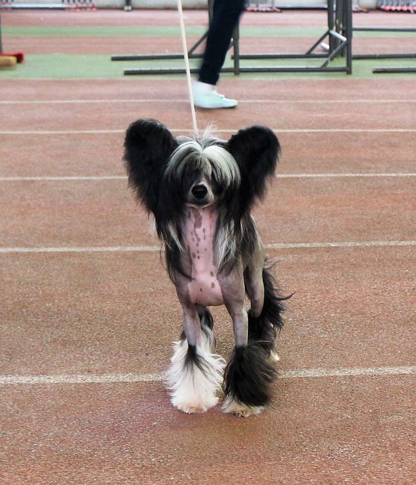 Galser Perseus Grand Showman