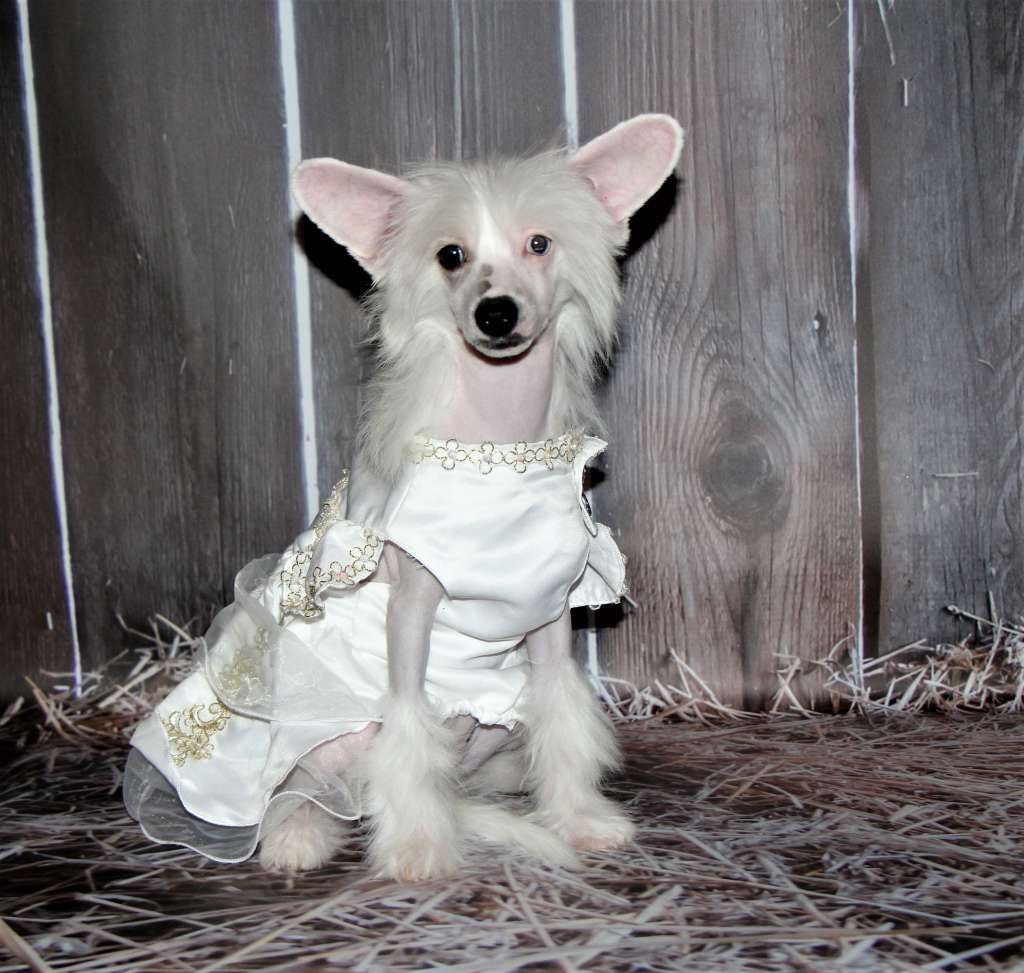 Galser Princess Leia