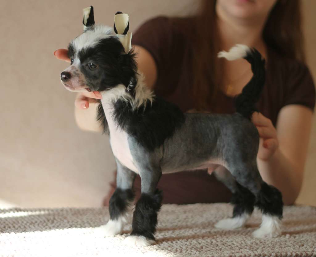 Top Crested Black Special