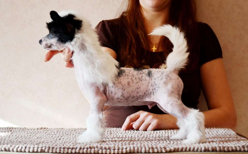 Top Crested Behind your Smile