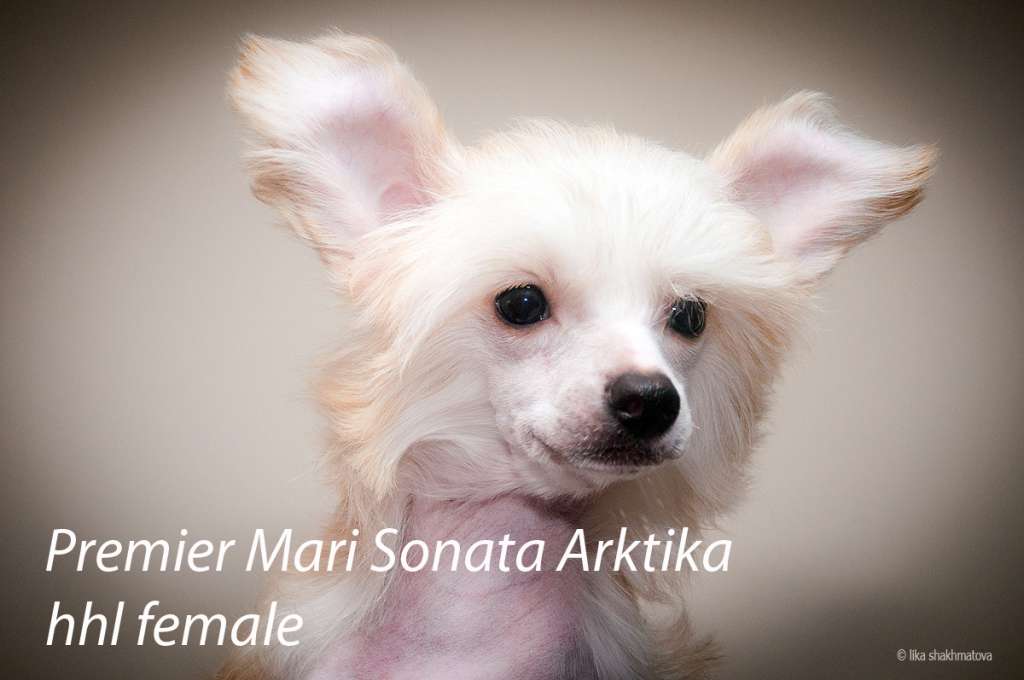 Premier Mari Sonata Arktika