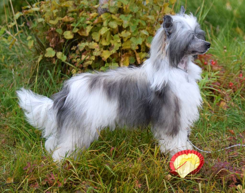 Artic Flyer's Quadrillion Kisses