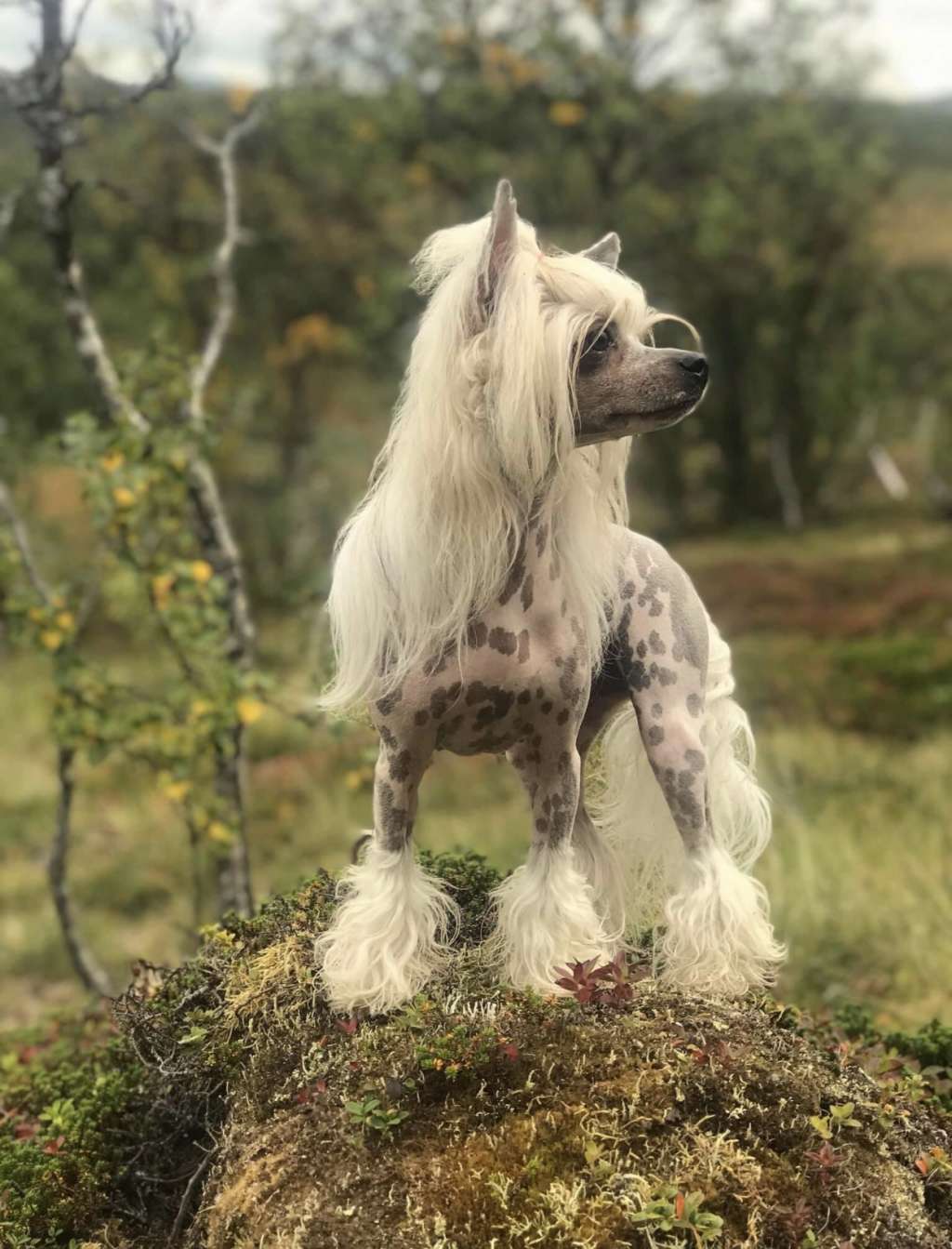 Artic Flyer's Queen of the North