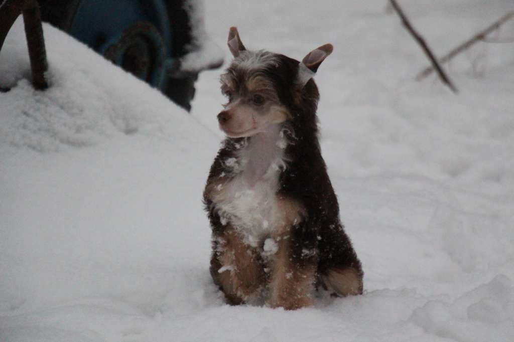 Bella Constanta Nerthus