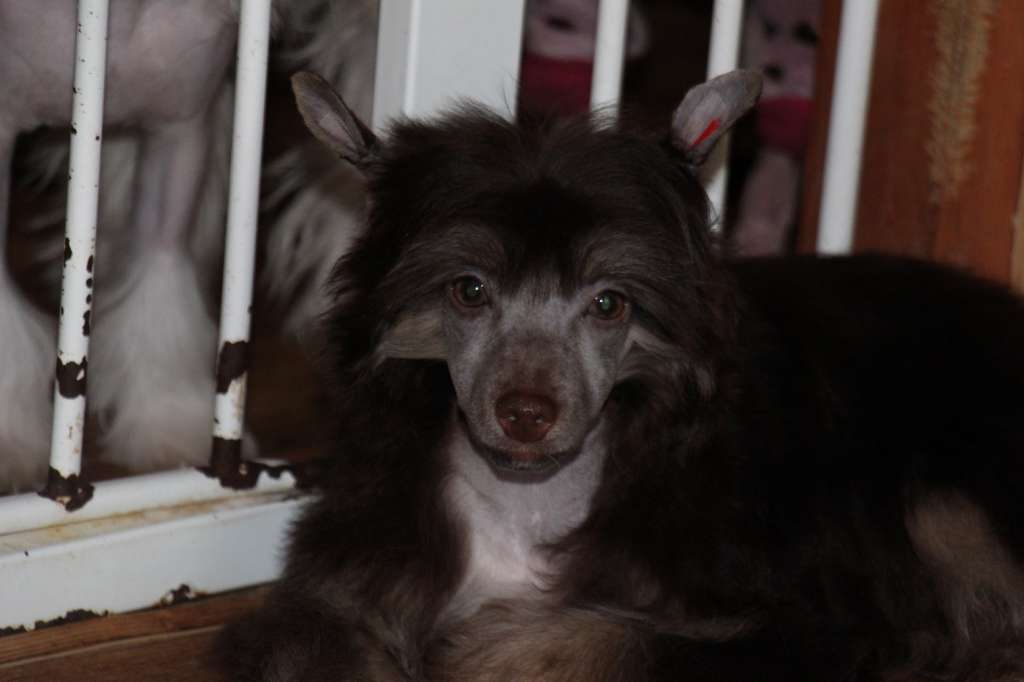 Bella Constanta Nobby