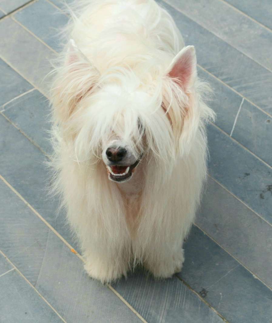 Altamira Imperial Almas White Diamond