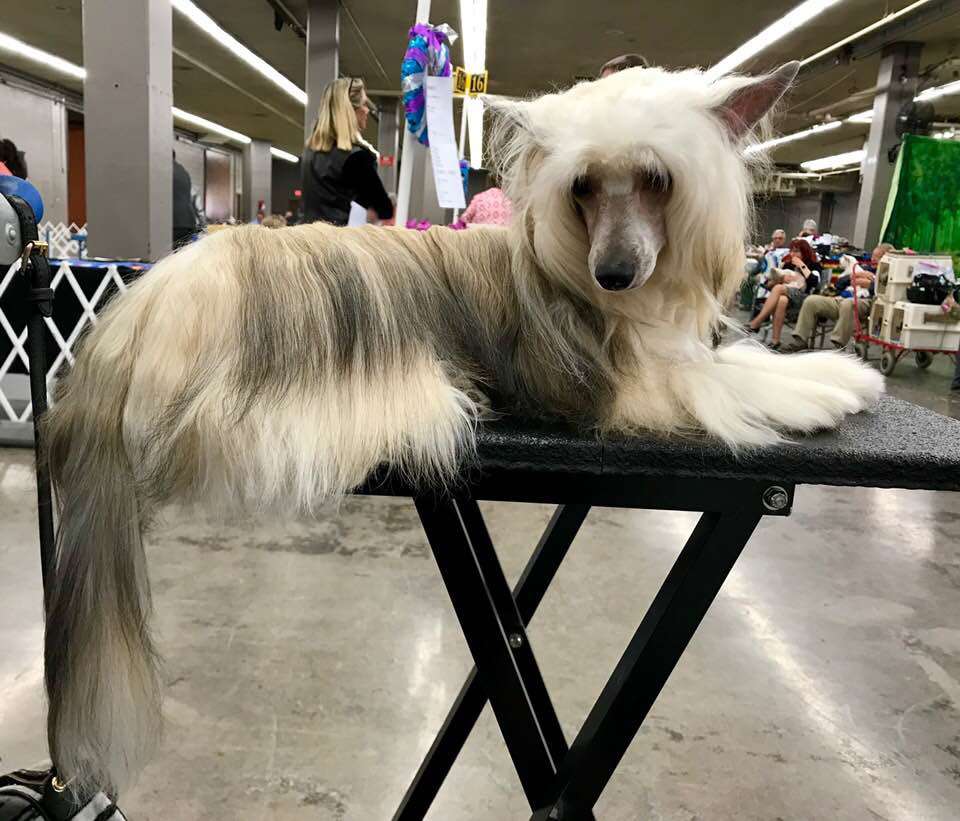 Nina's K Daisy Likes Manhattan