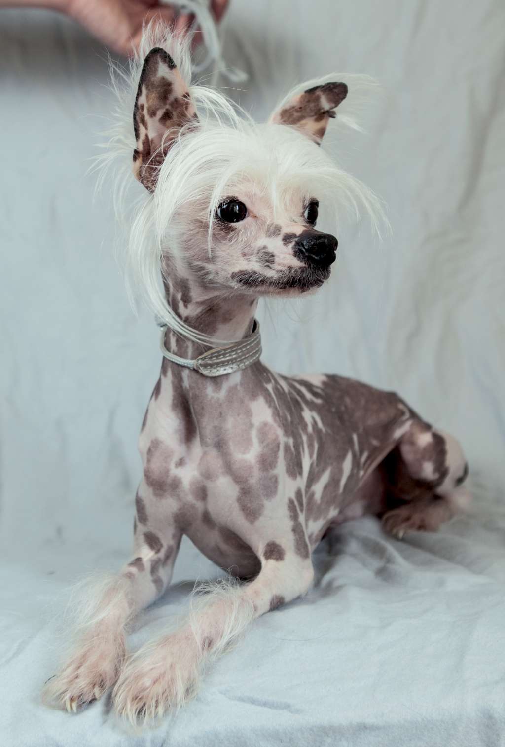 Fridolin von den weißen Löwen