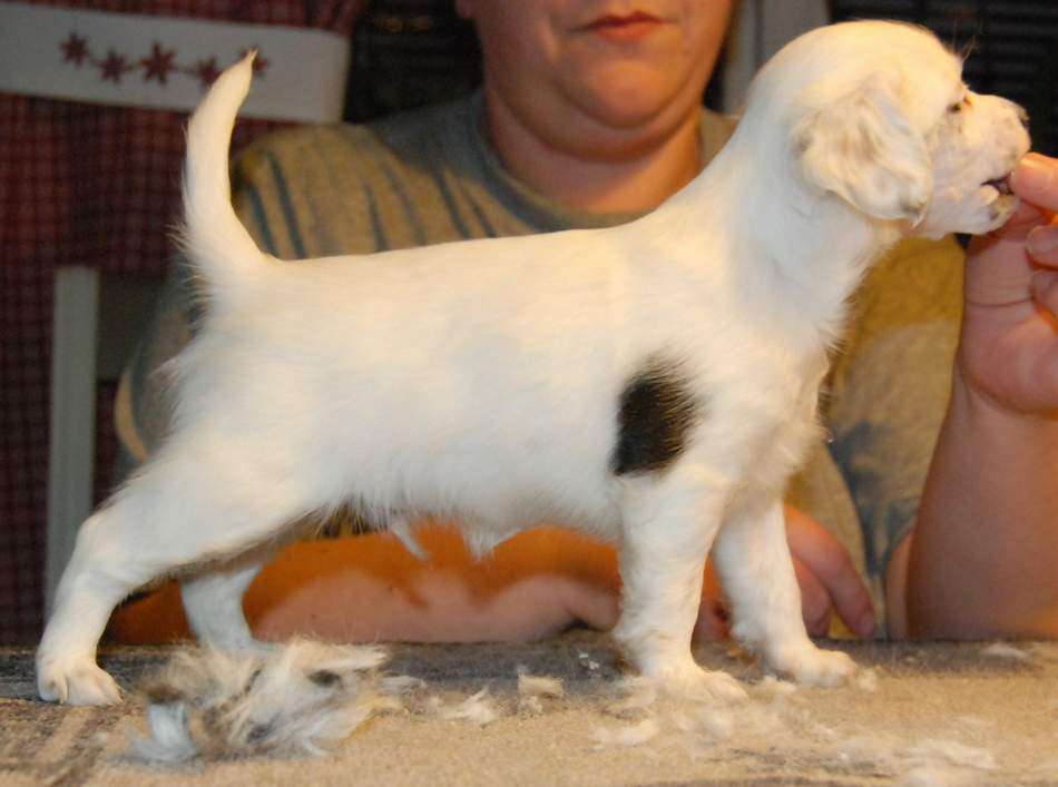 Zipolino's Sugarplum Jingletoes