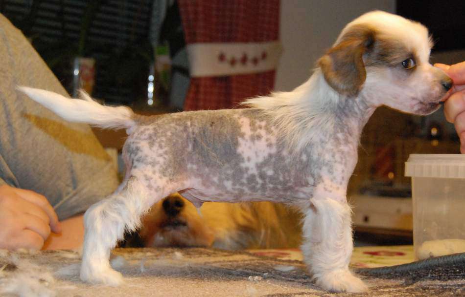 Zipolino's Sugarmouse Jollycake