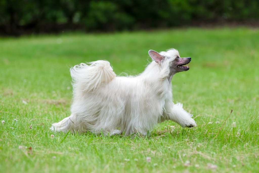 Born To Be Diva Kraspamir