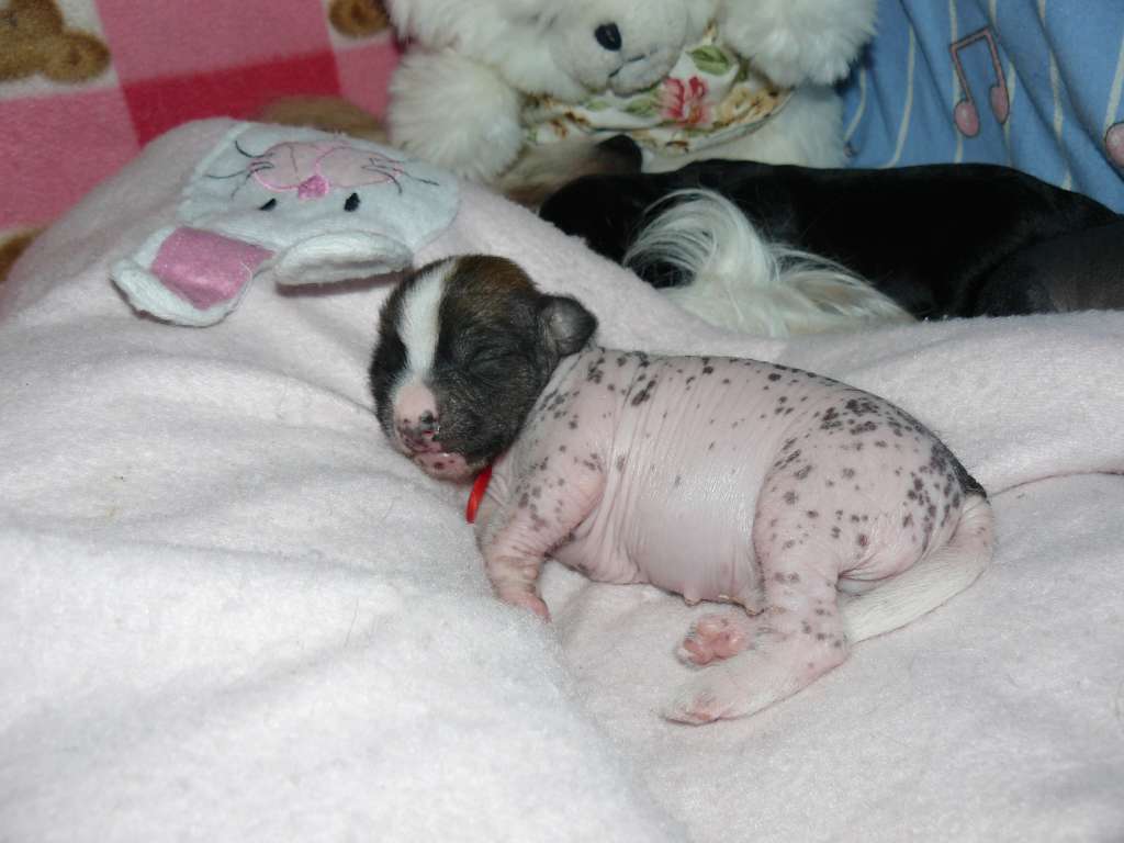 Farid Foresto Junior Fantaluna