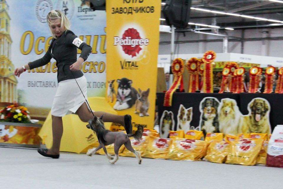 Ins Lucky Star Vidien li