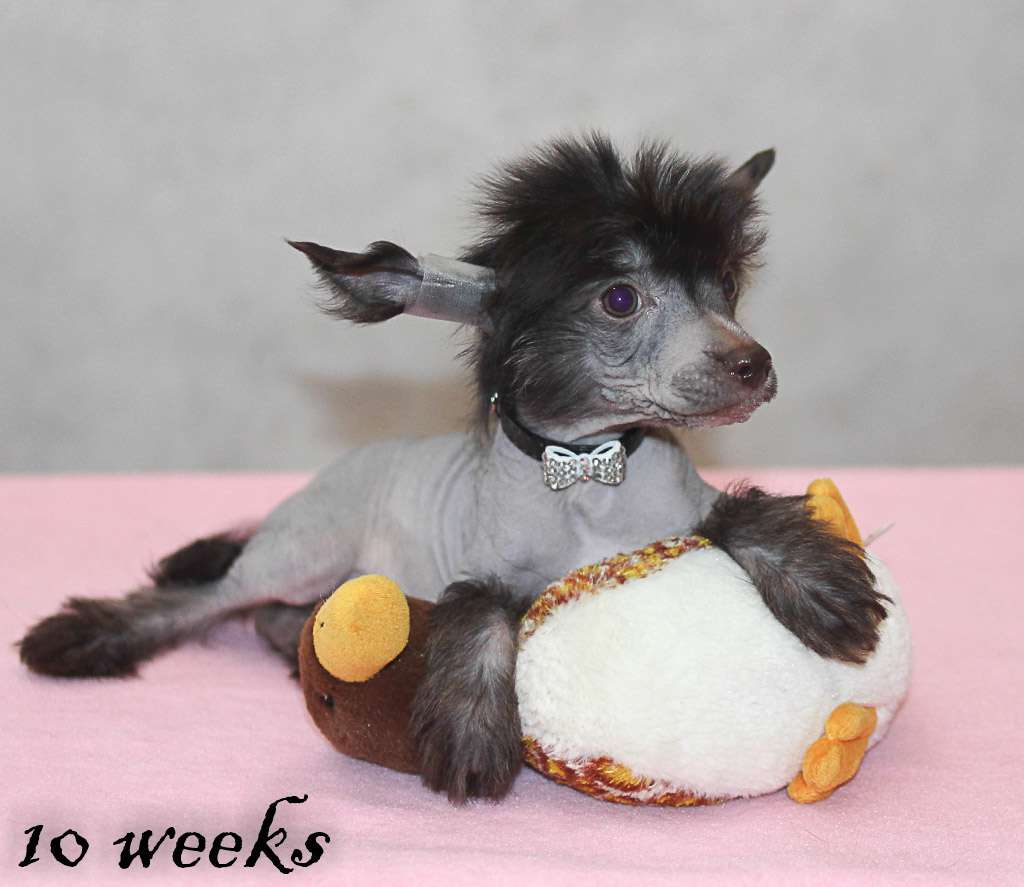 Vernisazh Mari Amber