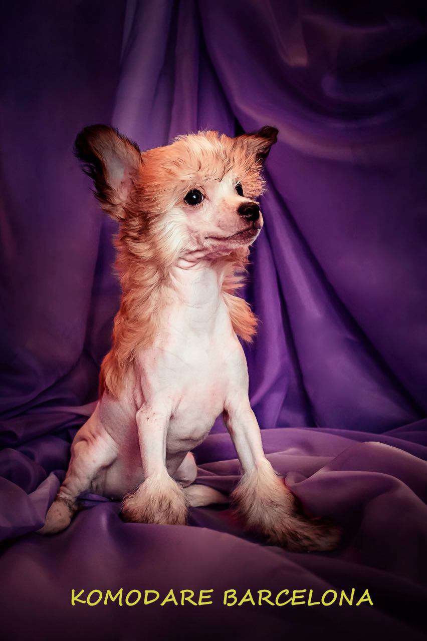 Komodare Barselona