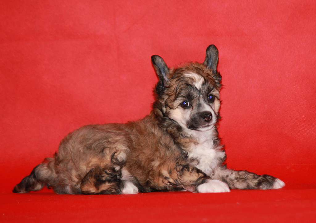 SHutka ot SHatenki dlya Liris