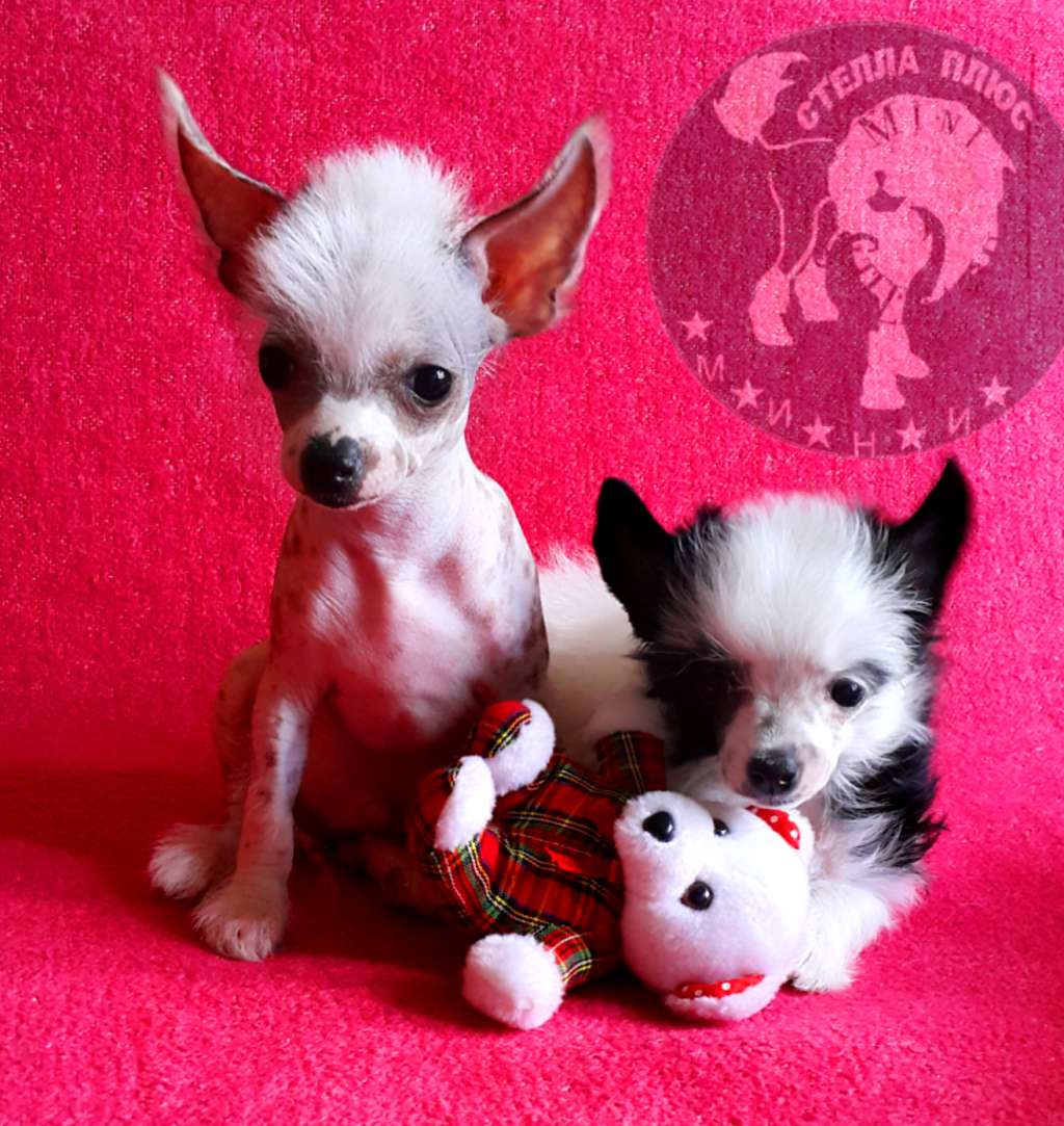 Stella Plyus L...(1)