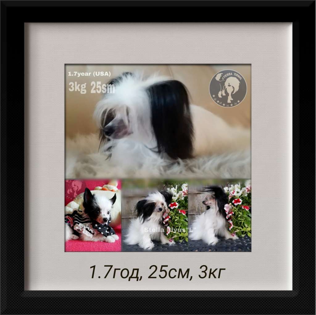 Stella Plyus L...(2)