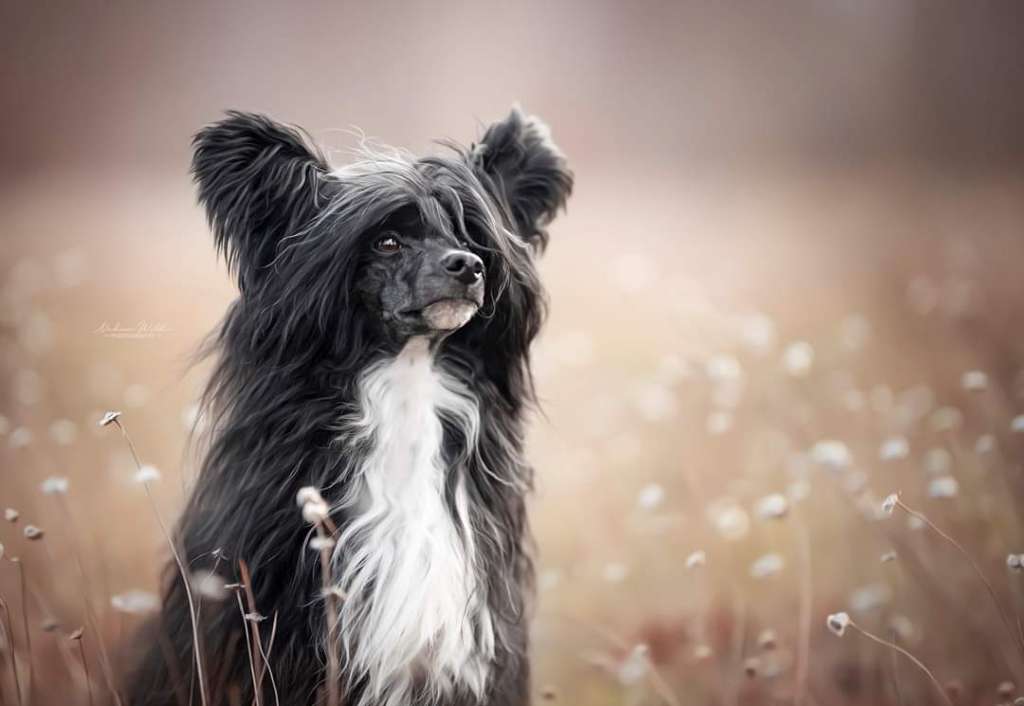 Crazy Cresteds Beelzebub Skurreo