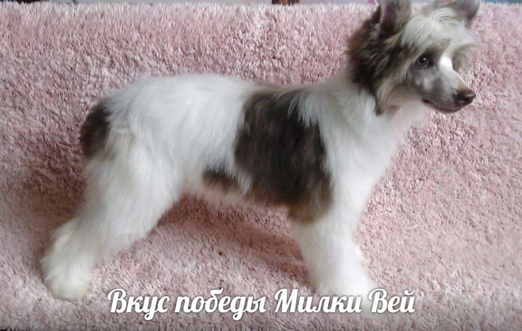 Vkus pobedi Milky Way