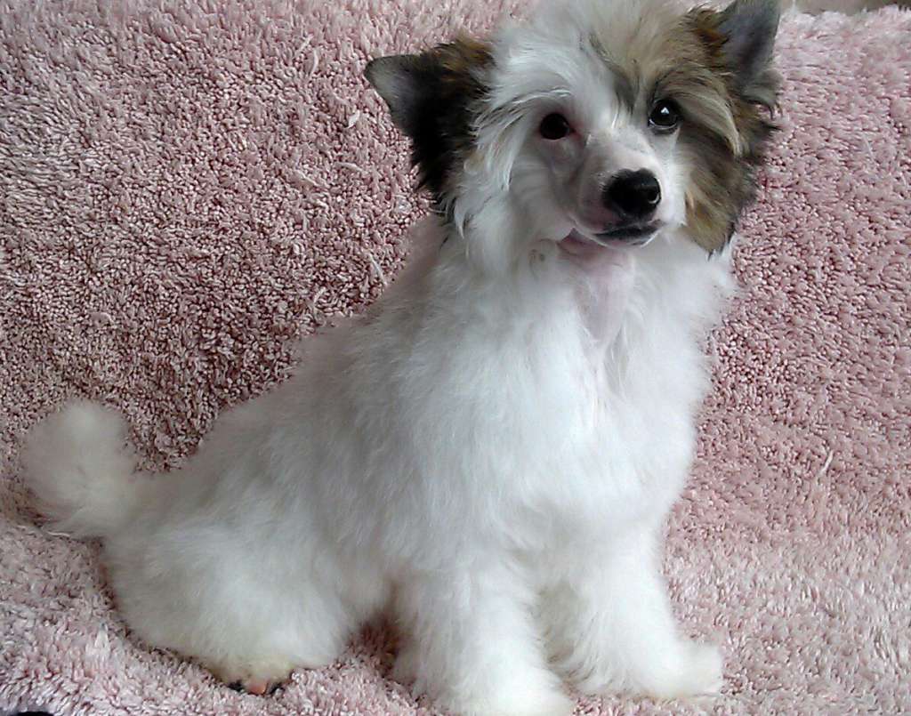 Voshodjashhaja Zarya Virdzhinii