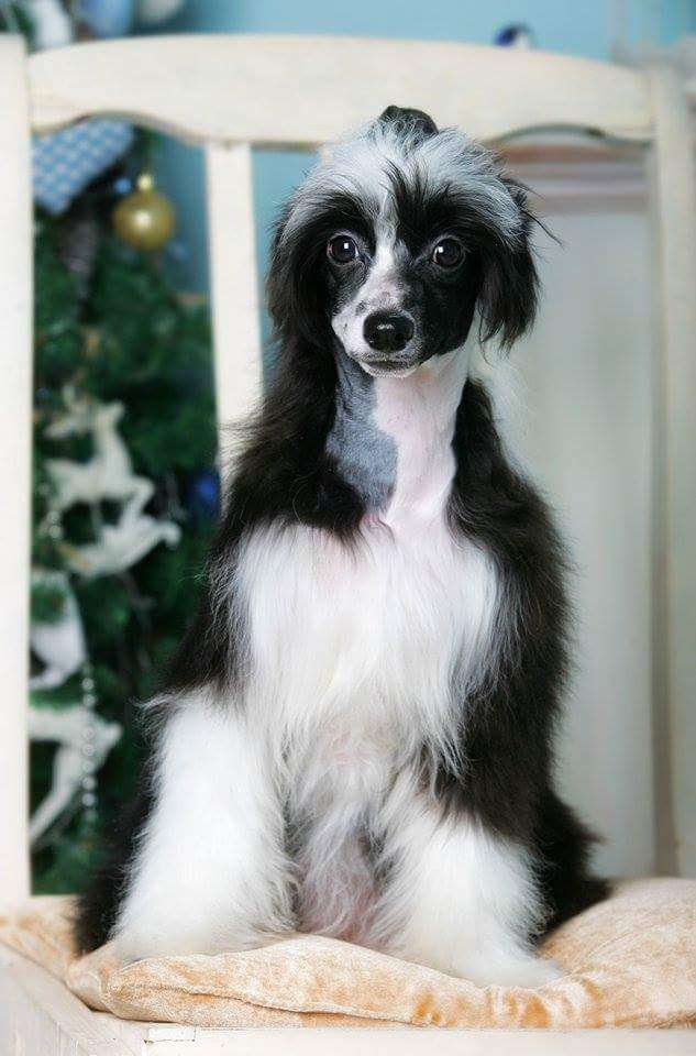 Famrus Rosie Sunshine