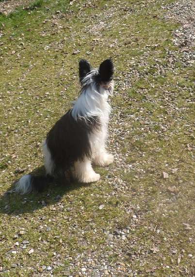 Crystal Hypno Dogs Gabana