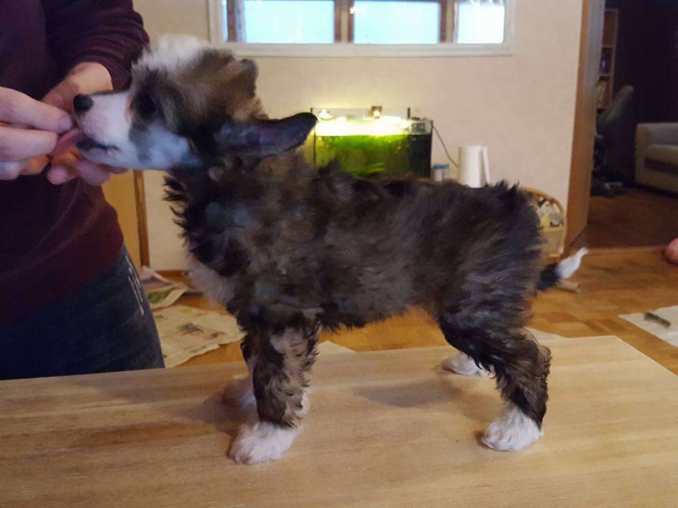 Pinky Twinky Wind Of Change