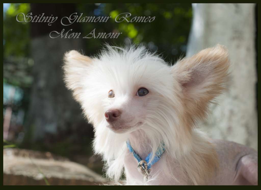 Stilniy Glamour Romeo Mon Amour