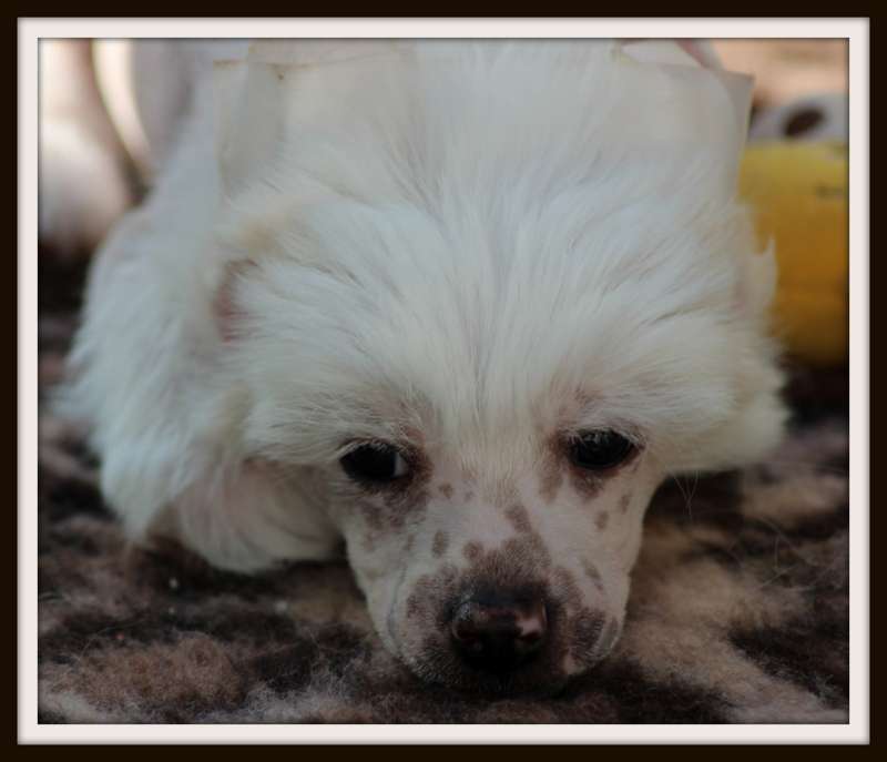 netty ming du pavé de varennes