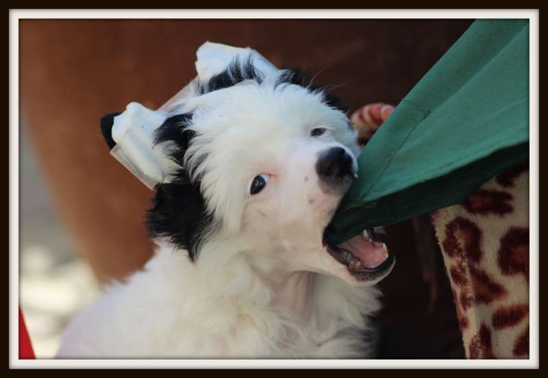 natty gan du pavé de varennes