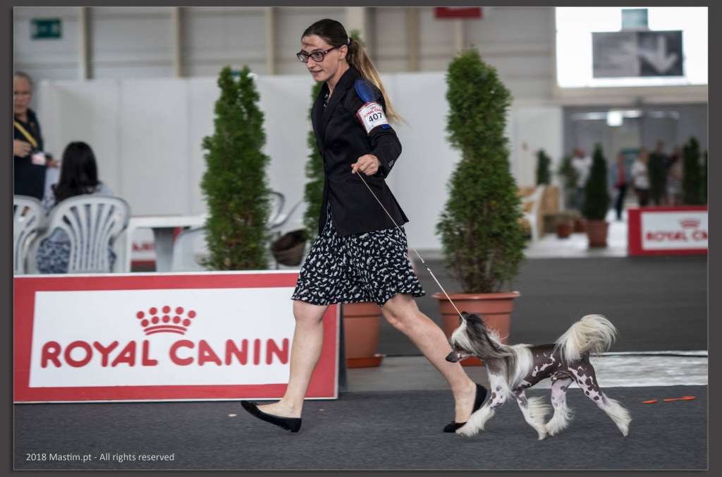 Ch. Snowball Of CayoCarpo