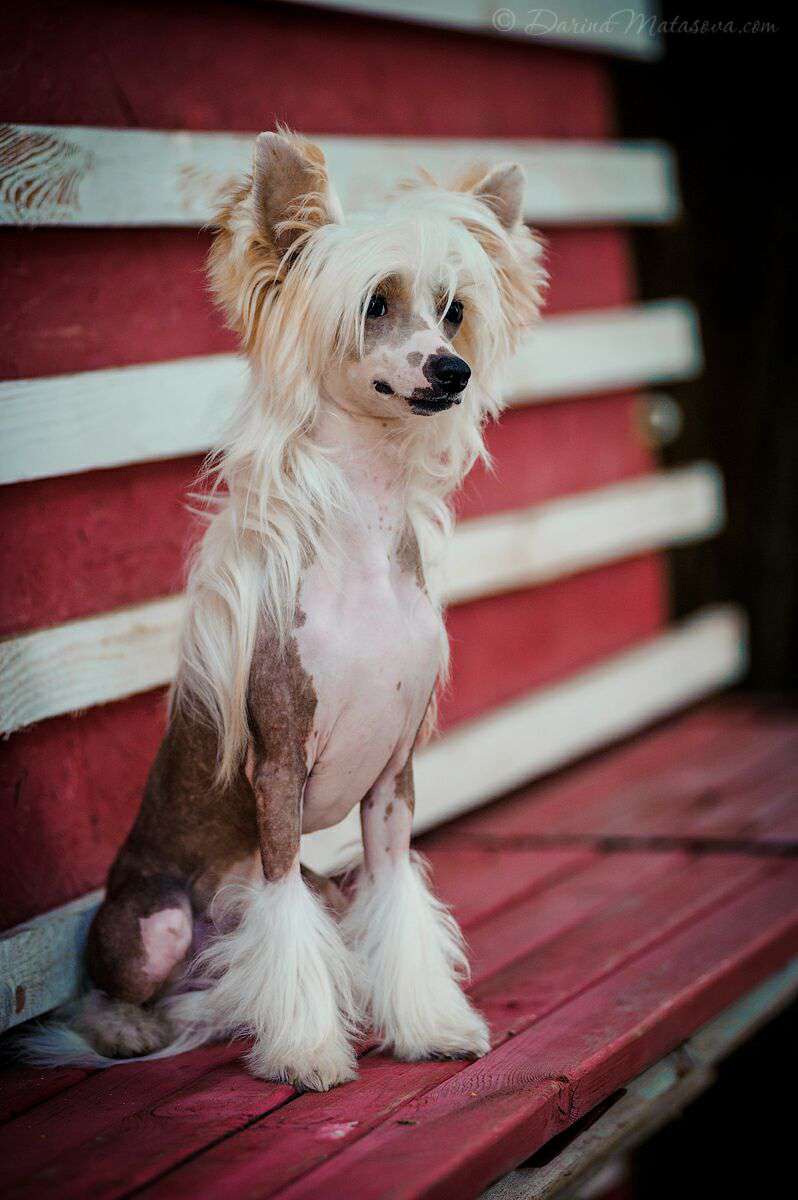 Famrus Magic of Success