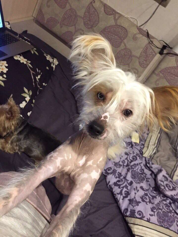 Dilvin  the only one