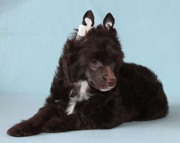 Milisenta Truffle