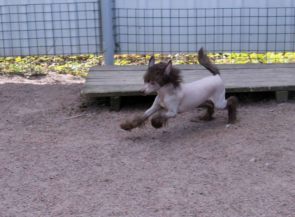 Almaz Udachi Yaromir