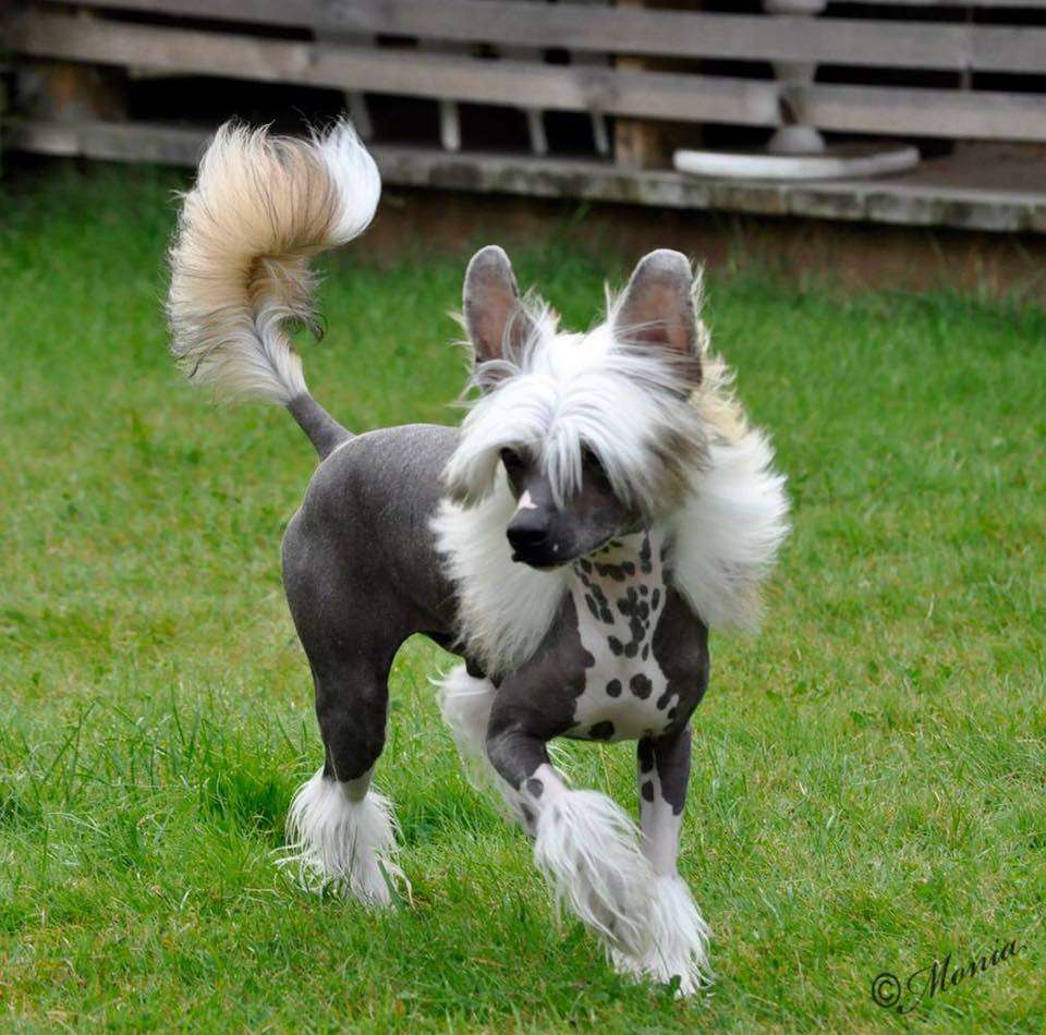 Proud Pony Nightwish